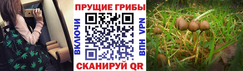 Псилоцибиновые грибы Cubensis  Самара 